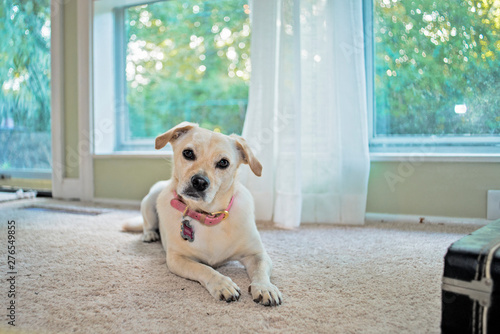inquisitive puppy with pink collar