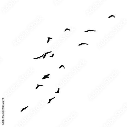 birds vector silhouette © Kirill