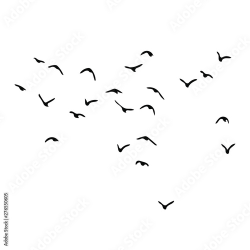 birds vector silhouette