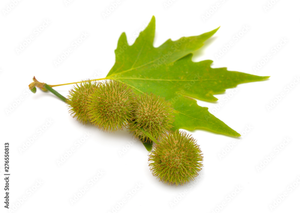 Leaves and fruit of Platanus. planes or plane trees. Isolated on white  background Stock-Foto | Adobe Stock