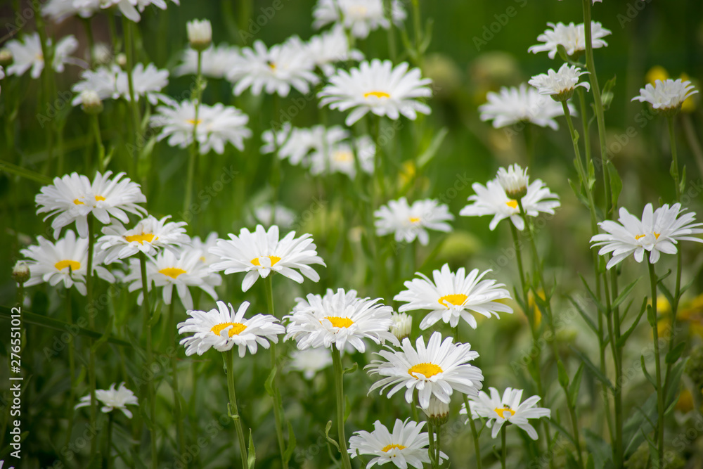Fototapeta premium marguerite