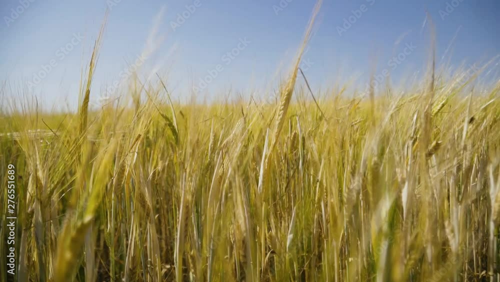 ears moving in the wind in the field. bread production. development of agriculture. the concept of development of farming