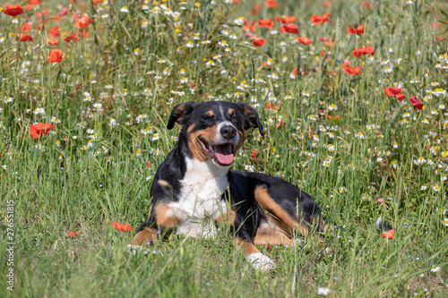 Dog appenzeller sennenhund portrait in grass with flowers