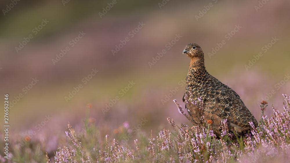 Female Red Grouse perched in a field of purple heather. Female Red Grouse perched in a field of purple heather.