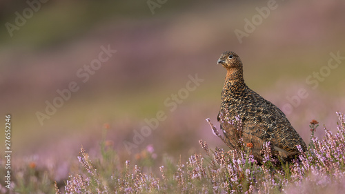Female Red Grouse perched in a field of purple heather.