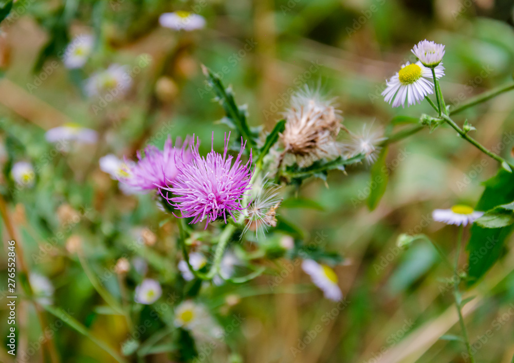 pink thistle flower on a background of green leaves pink thistle flower on a background of green leaves