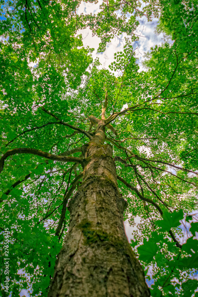 Fototapeta premium Tree from the trunk to the crown