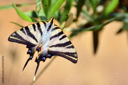 Mariposa cola de golondrina (papilio machaon) con las alas abiertas