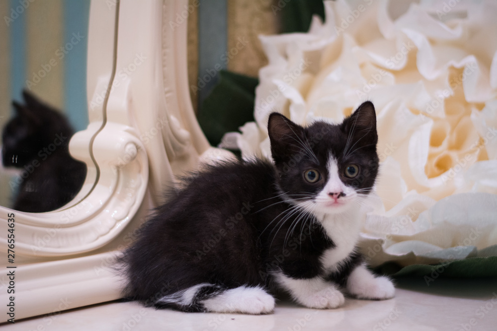 kitten scottish british cat burma munchkin animals kitten scottish british cat burma munchkin animals