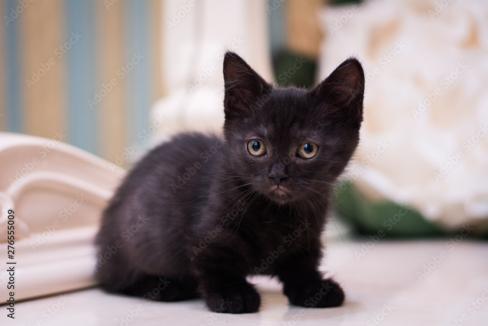 kitten scottish british cat burma munchkin animals kitten scottish british cat burma munchkin animals