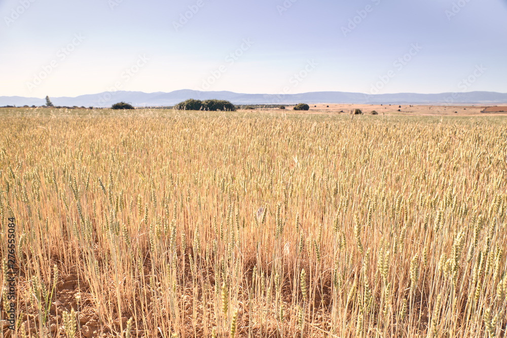 Scenic view of wheat field Scenic view of wheat field