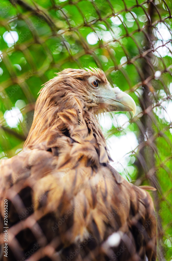 Fototapeta premium Brown eagle in a cage close up.