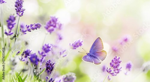 Blossoming Lavender and but...