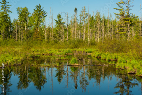 The Brunsweiler River wetland near the head of Spider Lake.