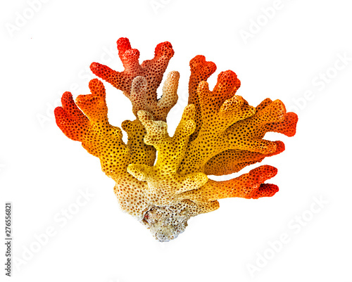 coral isolated on white background