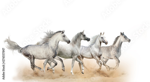 Four beautiful arabian horses © Mari_art