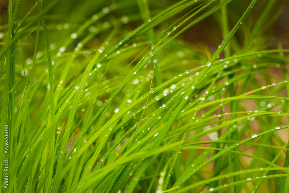 Rain drops on wetland grasses in the Chequamegon National Forest. Rain drops on wetland grasses in the Chequamegon National Forest.