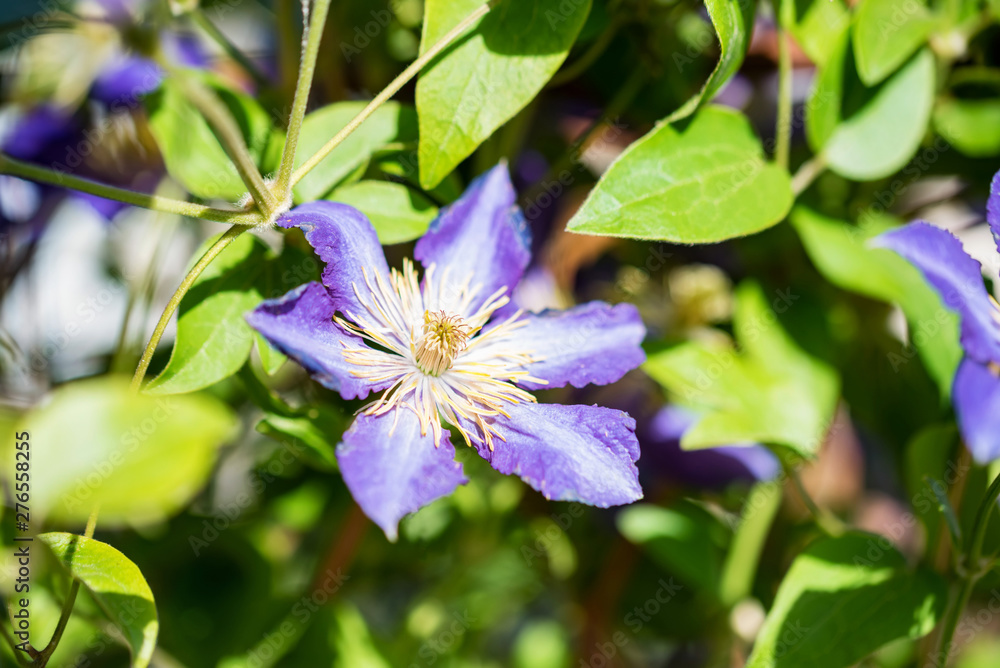 Close up beautiful flowering Clematis Jackmanii Close up beautiful flowering Clematis Jackmanii