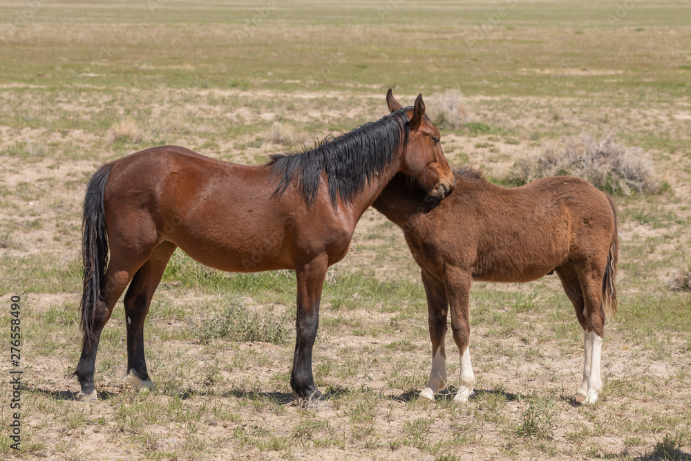 Wild Horses in Spring in the Utah Desert