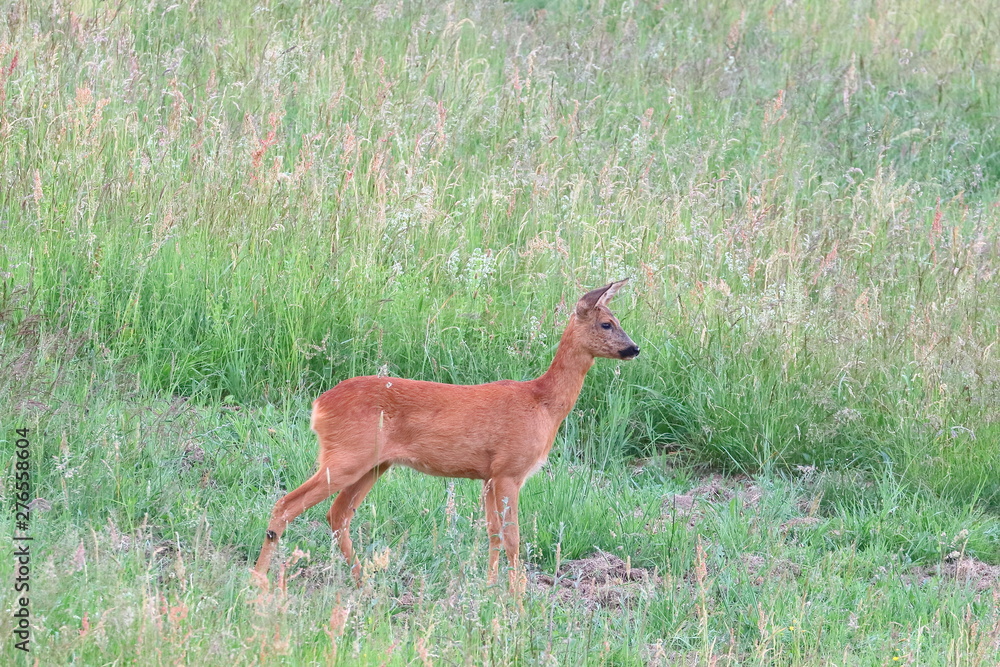 deer in wilderness deer in wilderness