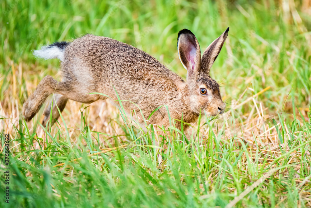 Fototapeta premium European hare or Lepus europaeus leaps in a meadow
