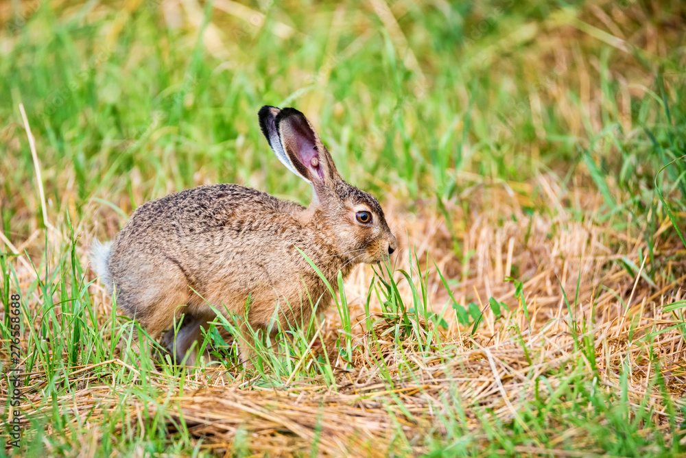 European hare or Lepus europaeus leaps in a meadow European hare or Lepus europaeus leaps in a meadow