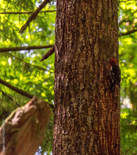 Fototapeta Naklejka Na Ścianę i Meble -  Red breasted sap sucker watching from above in the trees of a BC rainforest