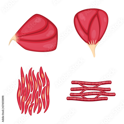 Vector design of muscle and cells symbol. Collection of muscle and anatomy vector icon for stock.