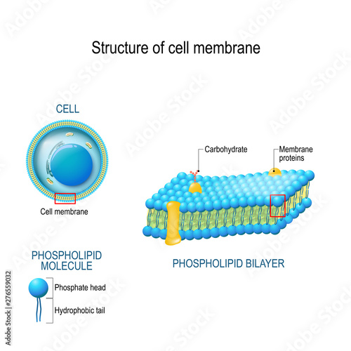 Structure of cell membrane