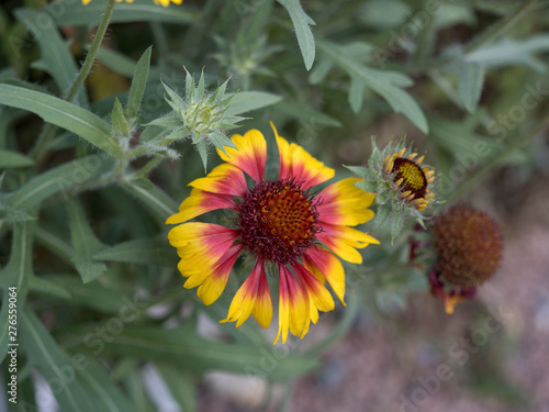 Common gaillardia or common Blanket flower  Gaillardia aristata 