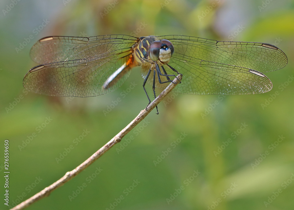 Dragonfly Perched on End of Stick Dragonfly Perched on End of Stick
