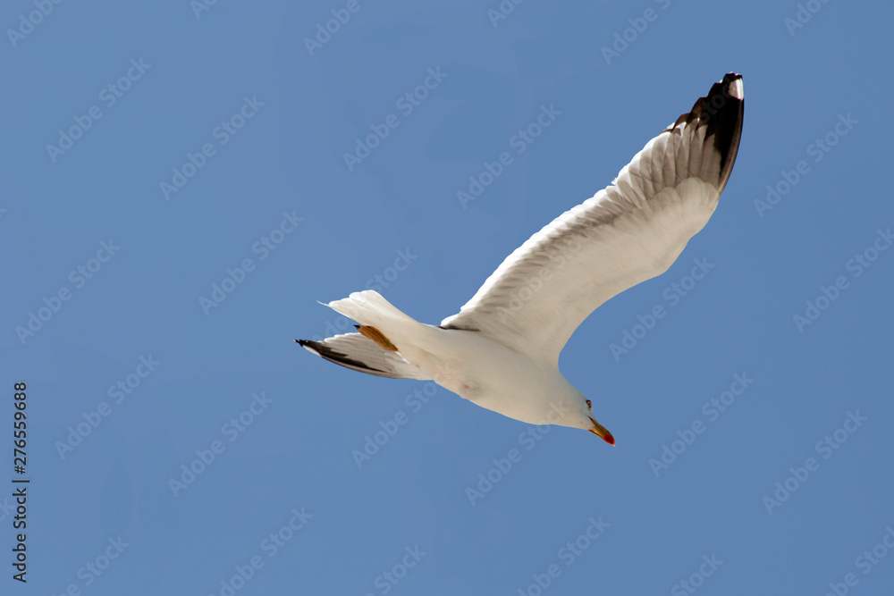 Obraz premium seagul at the atlantic ocean