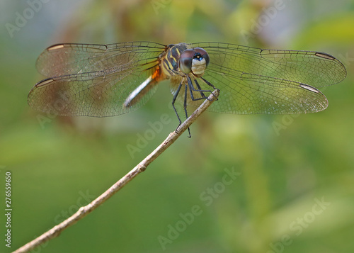 Dragonfly Perched on End of Stick