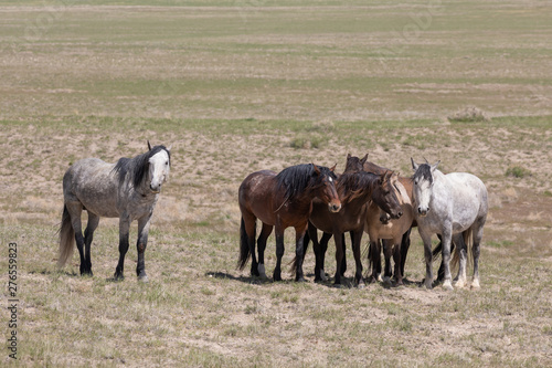 Wild Horses in Spring in the Utah Desert