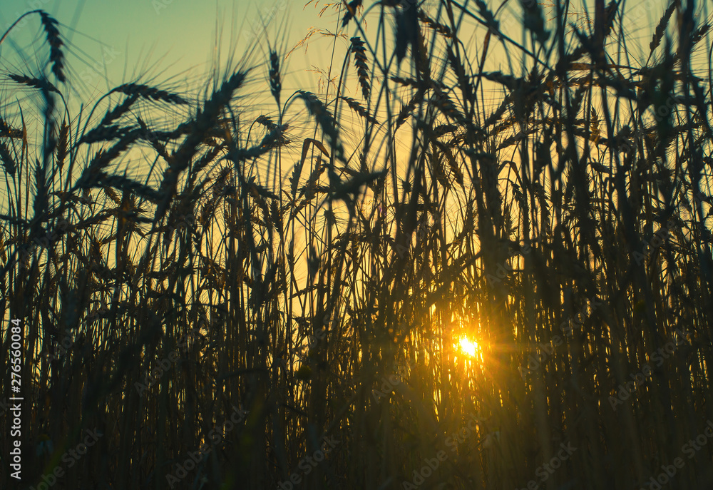 Obraz premium sunset wheat field 