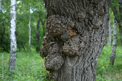 Foto Big nodule on the tree trunk