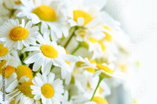 Background from meadow chamomile blossoms