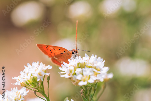 Orange butterfly on a white flower on a summer day