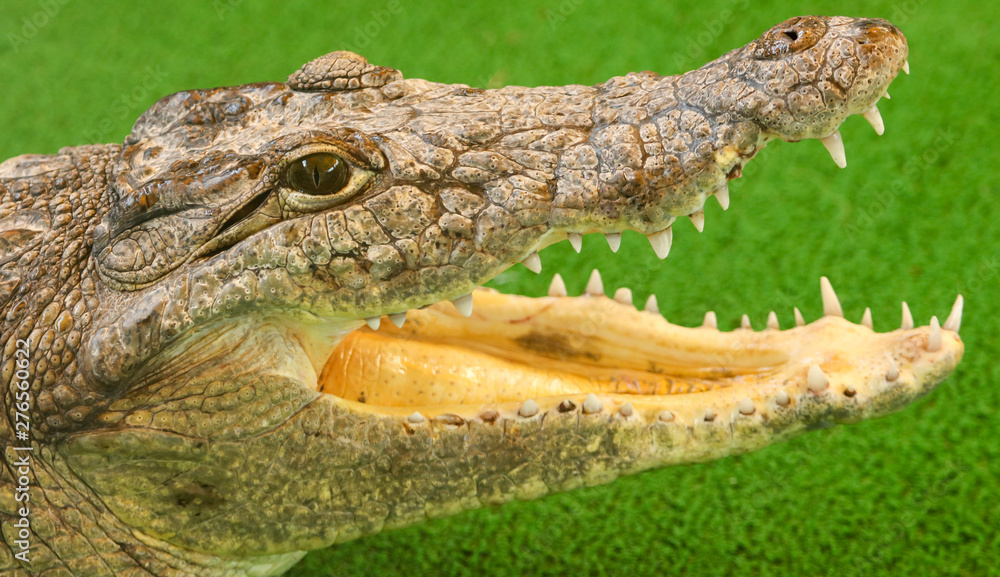 Obraz premium Portrait of a crocodile on a green background