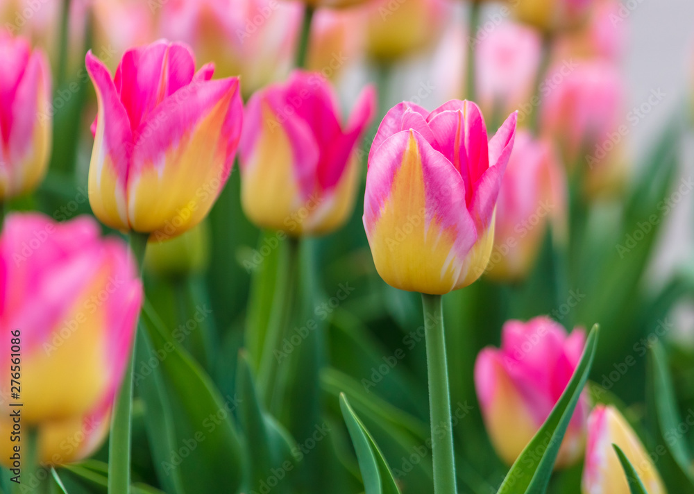 Decorative roses grow in the soil in nature