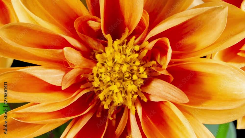 Orange dahlia flower open blossom in time lapse Orange dahlia flower open blossom in time lapse
