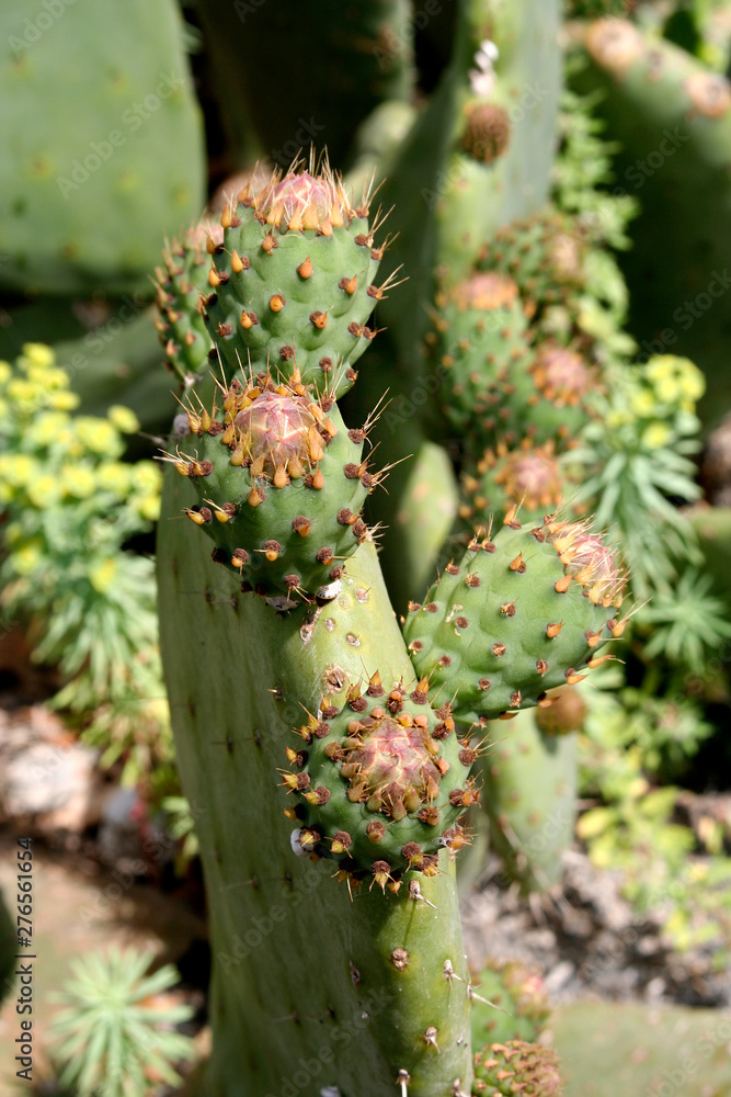 cactus close up cactus close up