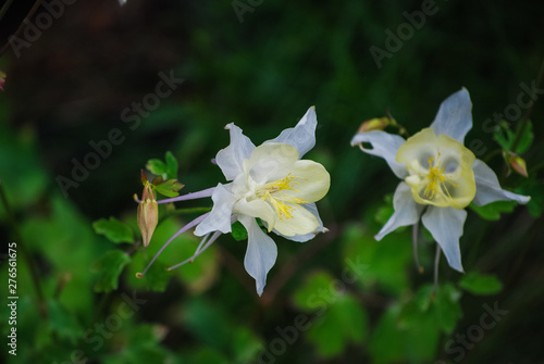 Fototapeta Naklejka Na Ścianę i Meble -  white and yellow columbine flower in the garden
