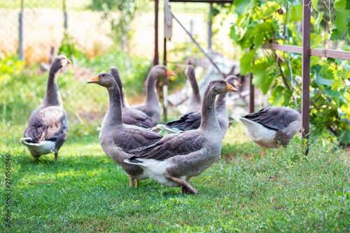 Several domestic geese walking in backyard