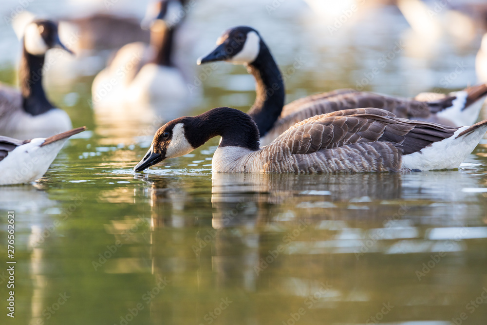 Obraz premium Closeup of Group of Canada geese Branta canadensis swimming on lake