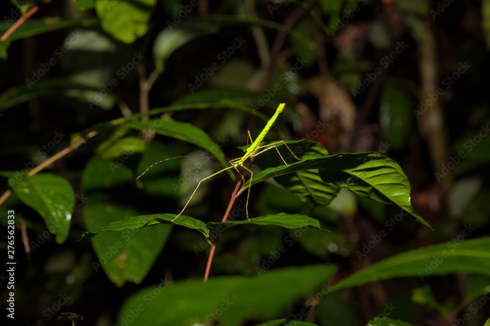 Stick insect at night in rainforest borneo Stick insect at night in rainforest borneo