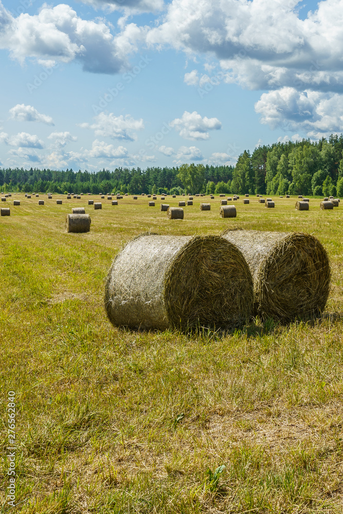hay rolls on a grass field on a sunny day