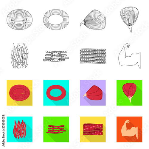 Vector illustration of fiber and muscular logo. Collection of fiber and body vector icon for stock.