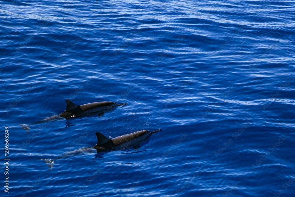 Obraz premium two dolphins in the sea