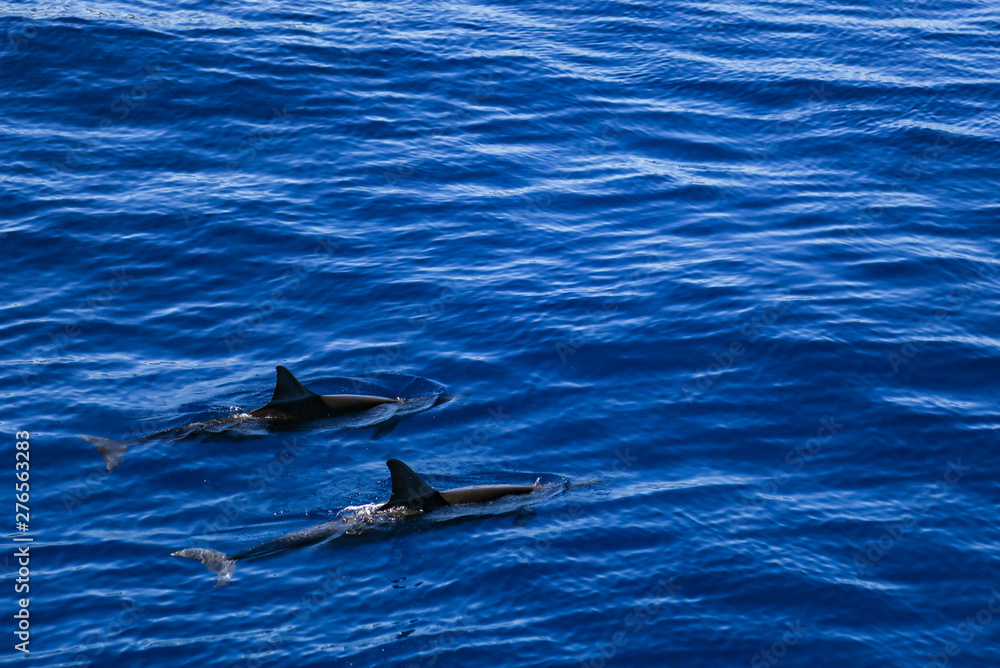 Fototapeta premium dolphin in blue water